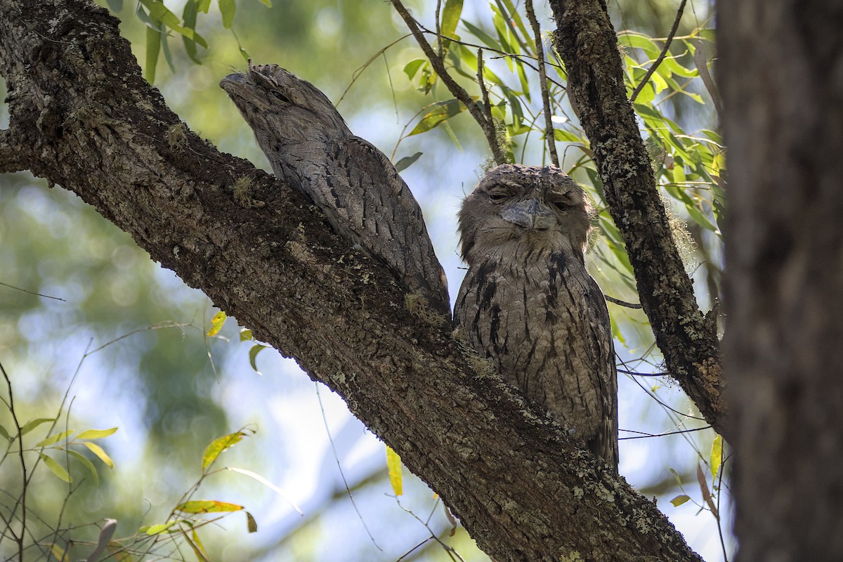 Tawny Frogmouth - ML646807154