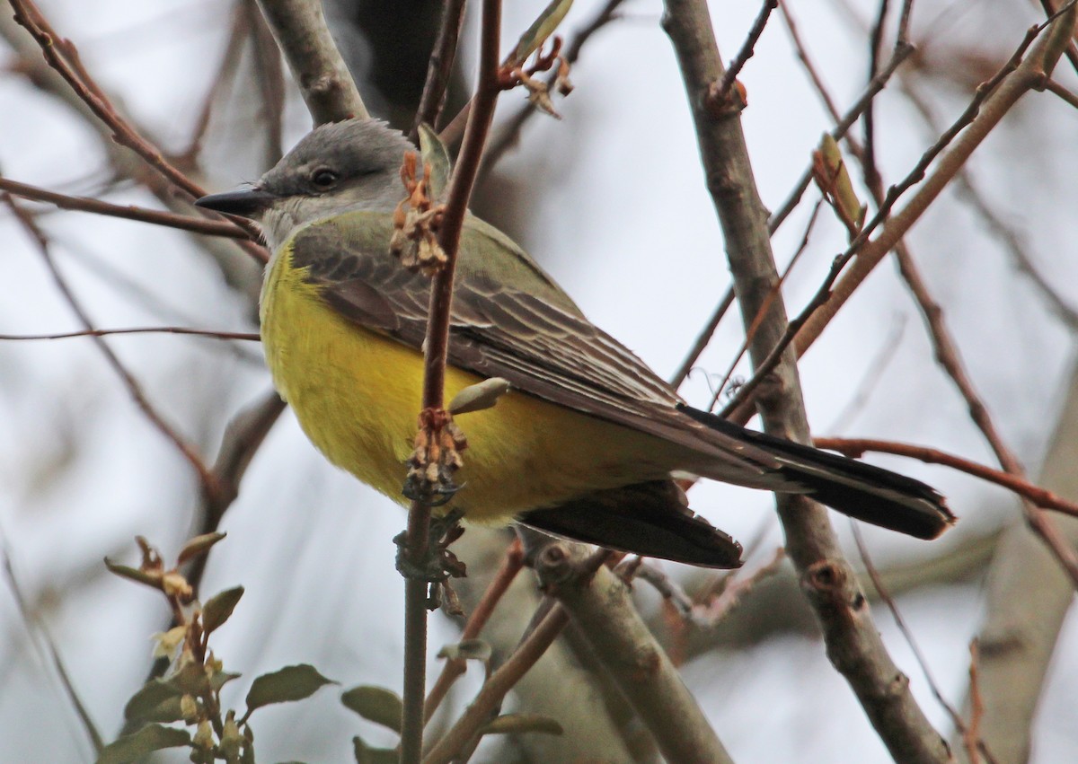 Western Kingbird - ML646807155
