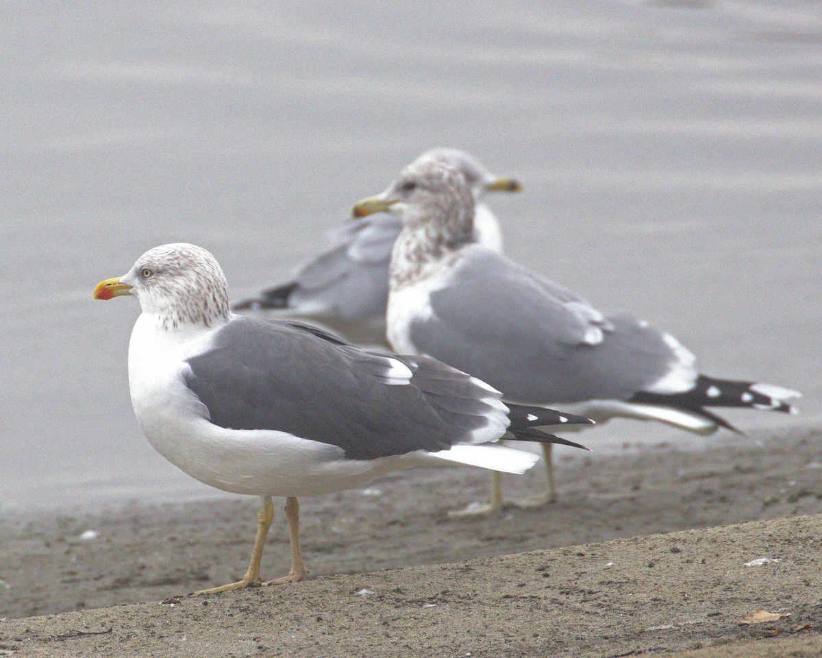 Lesser Black-backed Gull - ML646807156