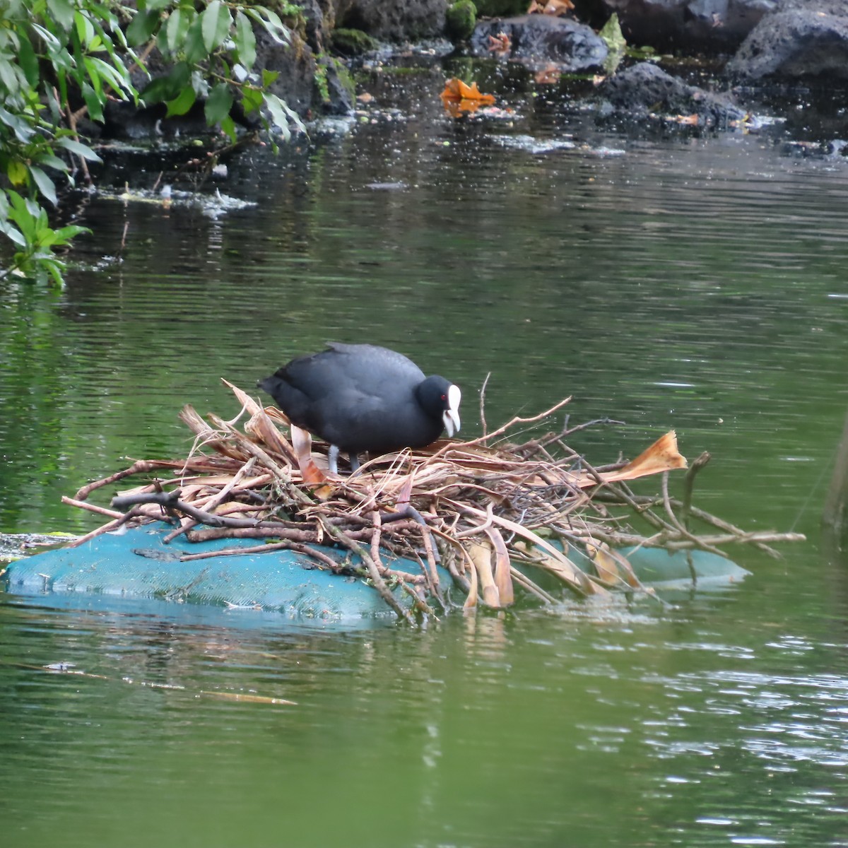 Eurasian Coot - ML646807160