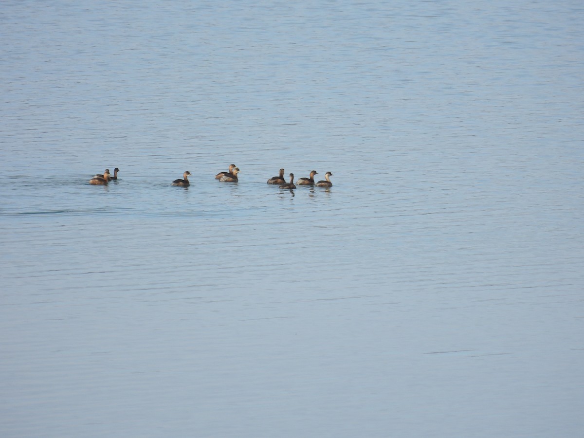 טבלן גמדי - ML646807161