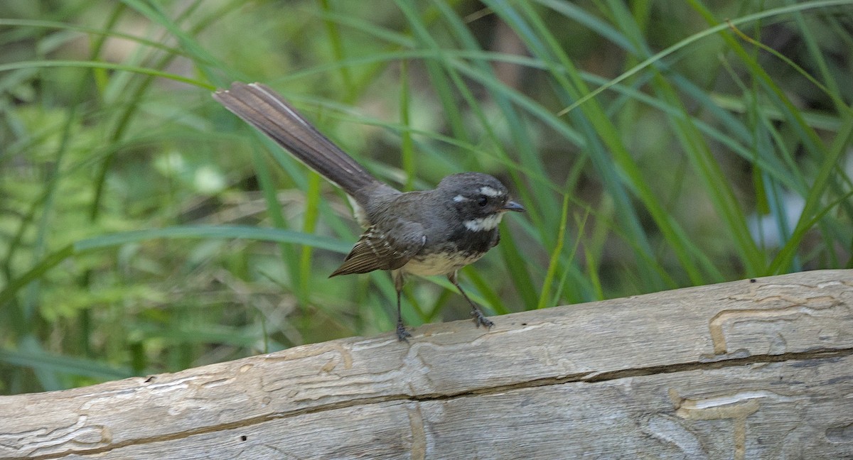 Gray Fantail - ML646807162
