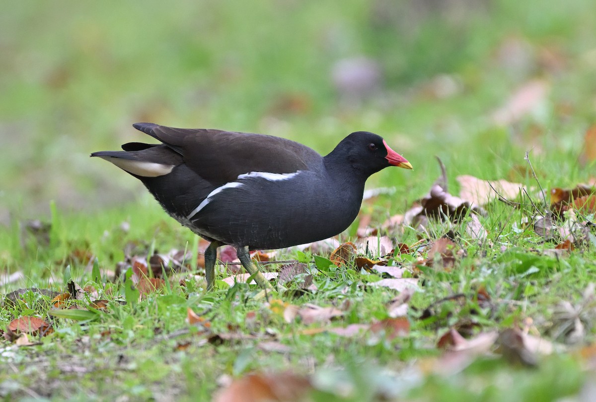 Uroilo arrunta - ML646807168