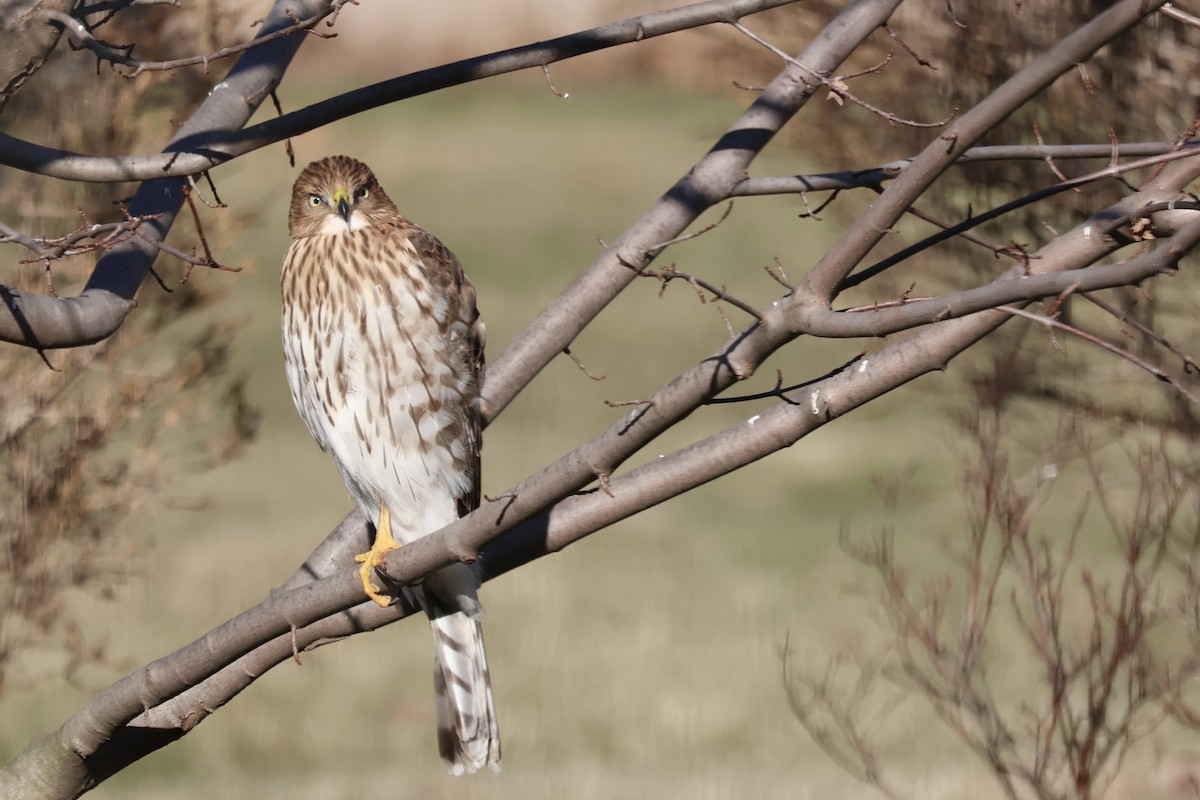 Cooper's Hawk - ML646807169
