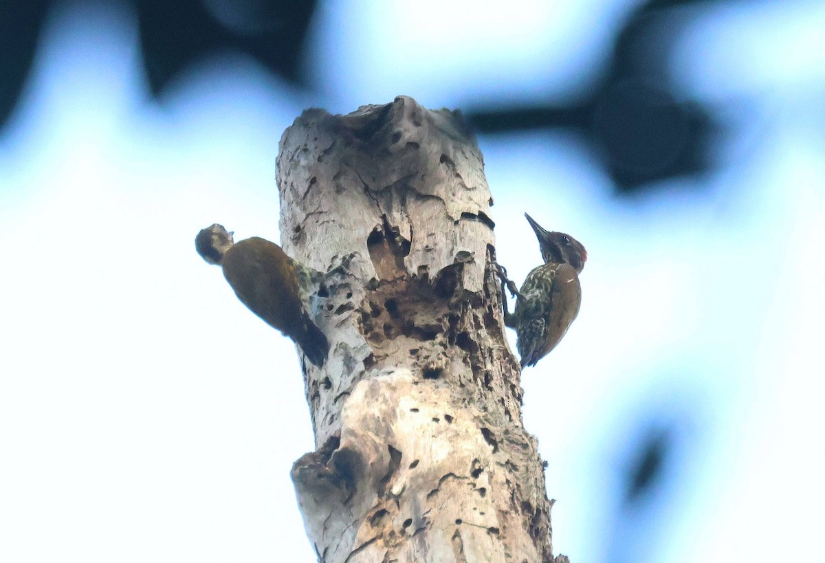 Melancholy Woodpecker - ML646807171