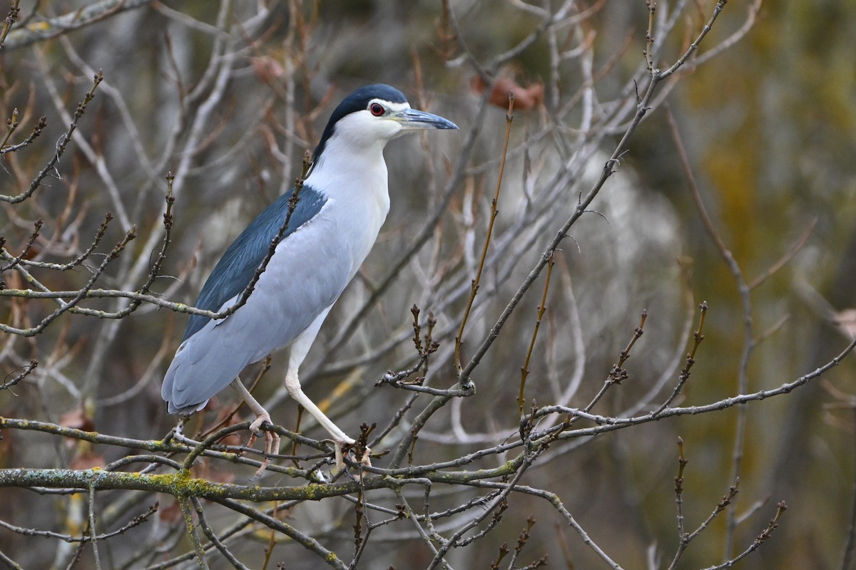 Amiltxori arrunta - ML646807173