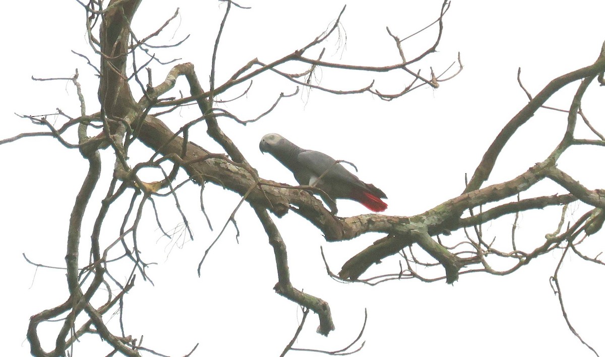 Gray Parrot - ML646807174