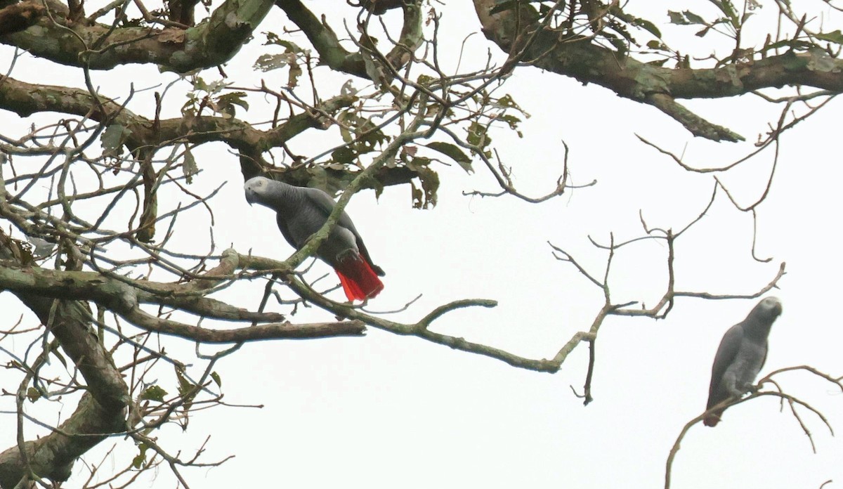 Gray Parrot - ML646807175