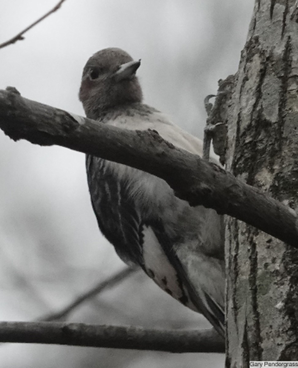 Red-headed Woodpecker - ML646807177