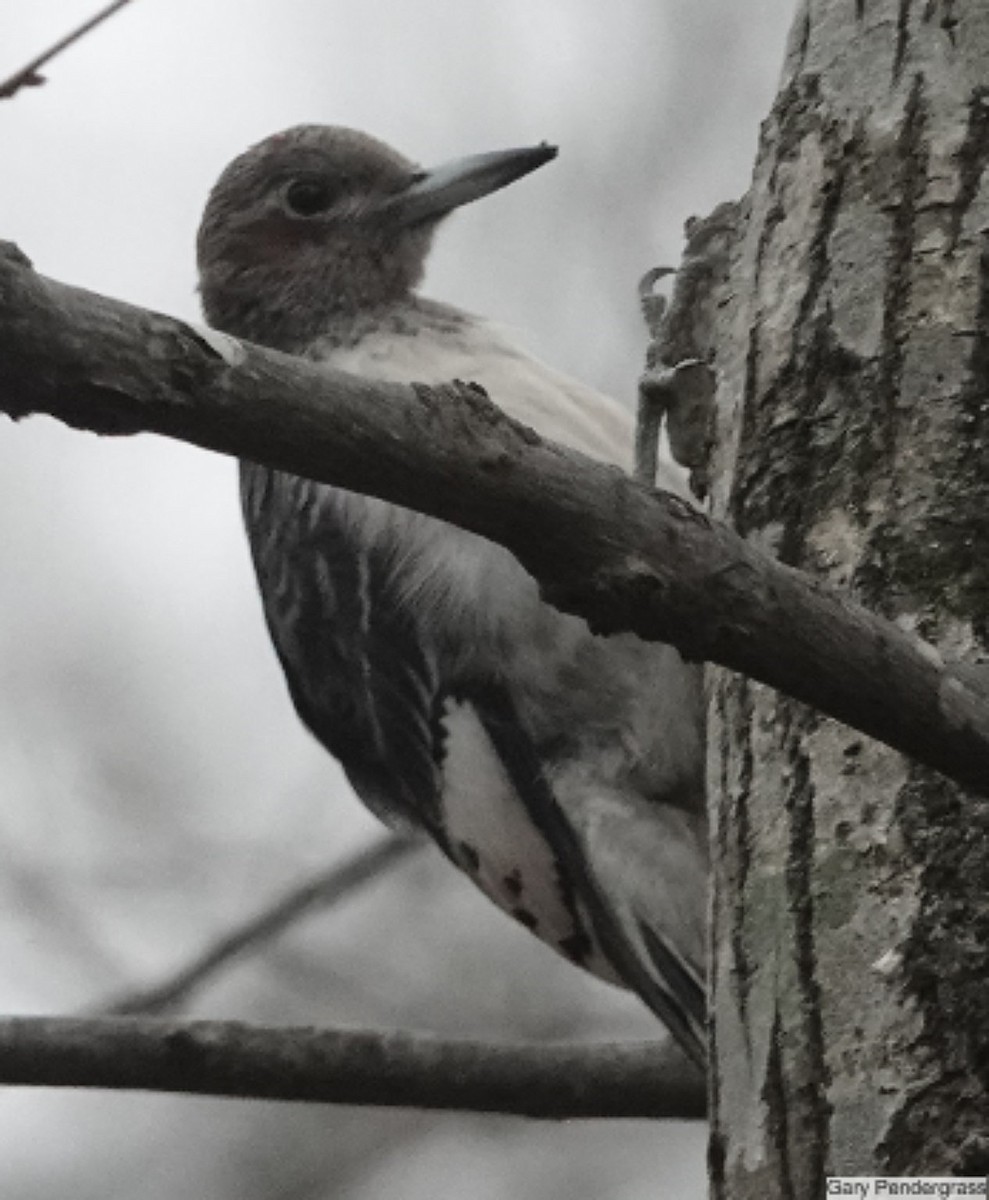 Red-headed Woodpecker - ML646807178