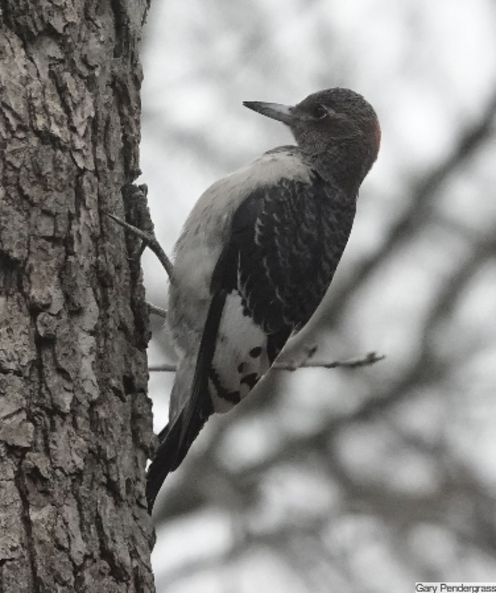 Red-headed Woodpecker - ML646807179