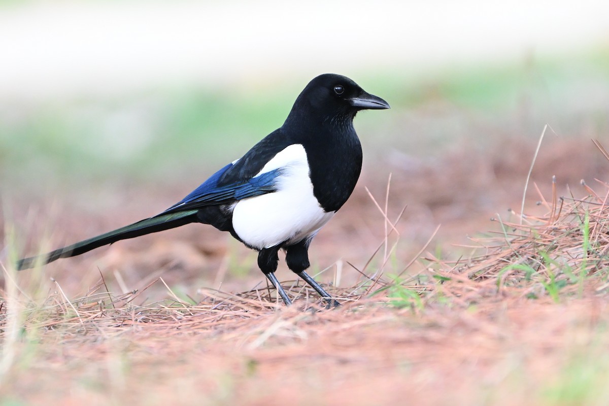 Mika arrunta - ML646807181