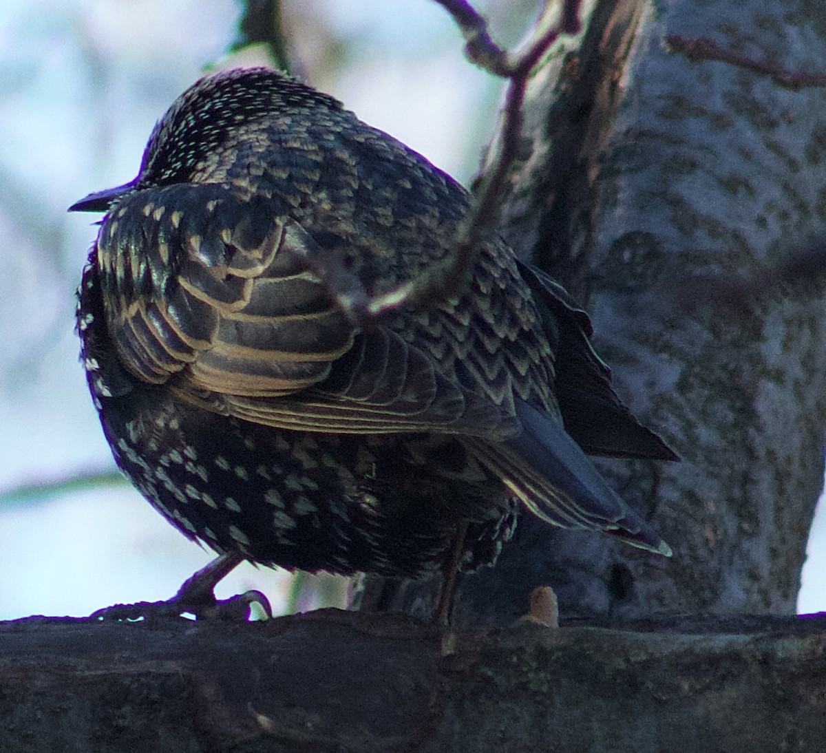 Шпак звичайний - ML646807182