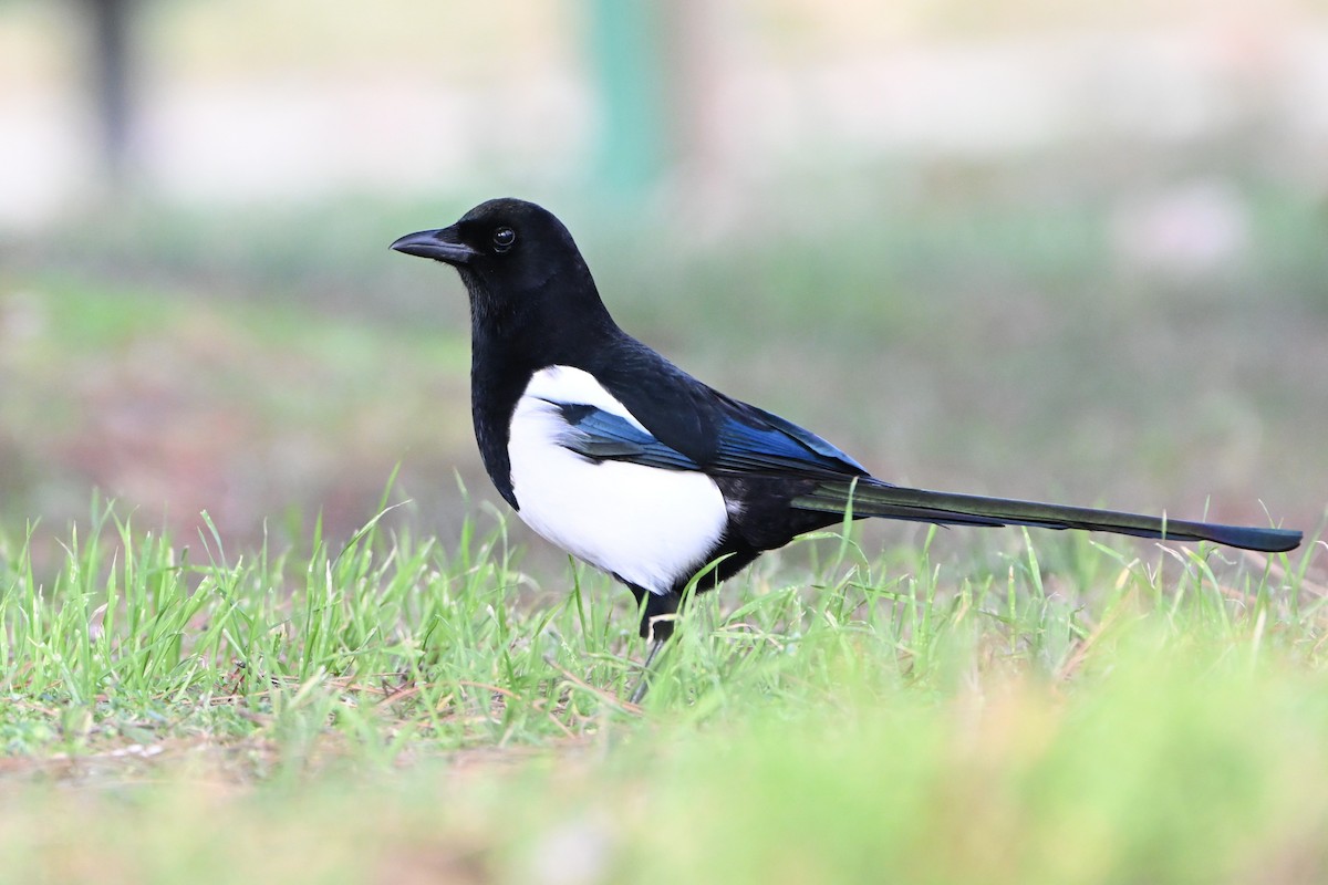 Mika arrunta - ML646807184