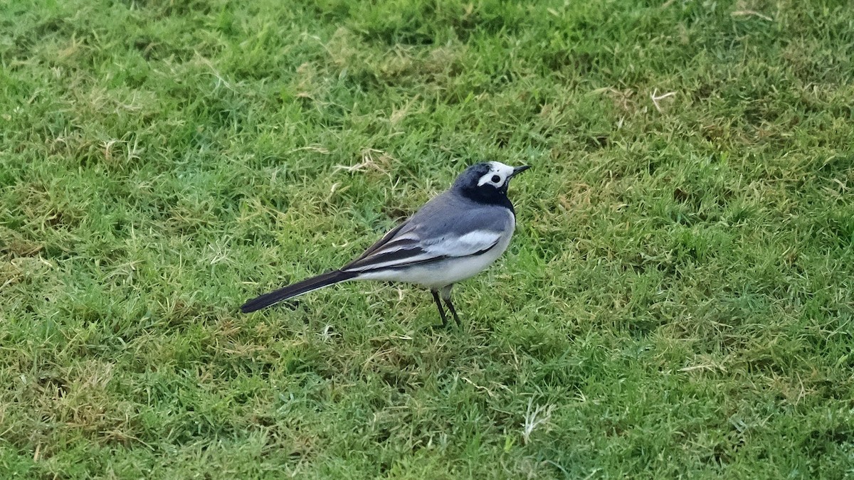 White Wagtail - ML646807186