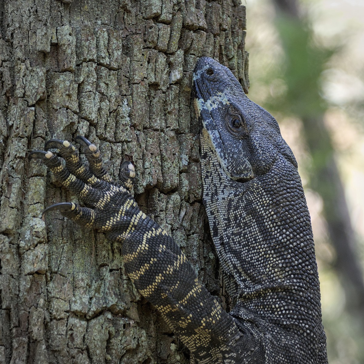 Reptiles - ML646807190