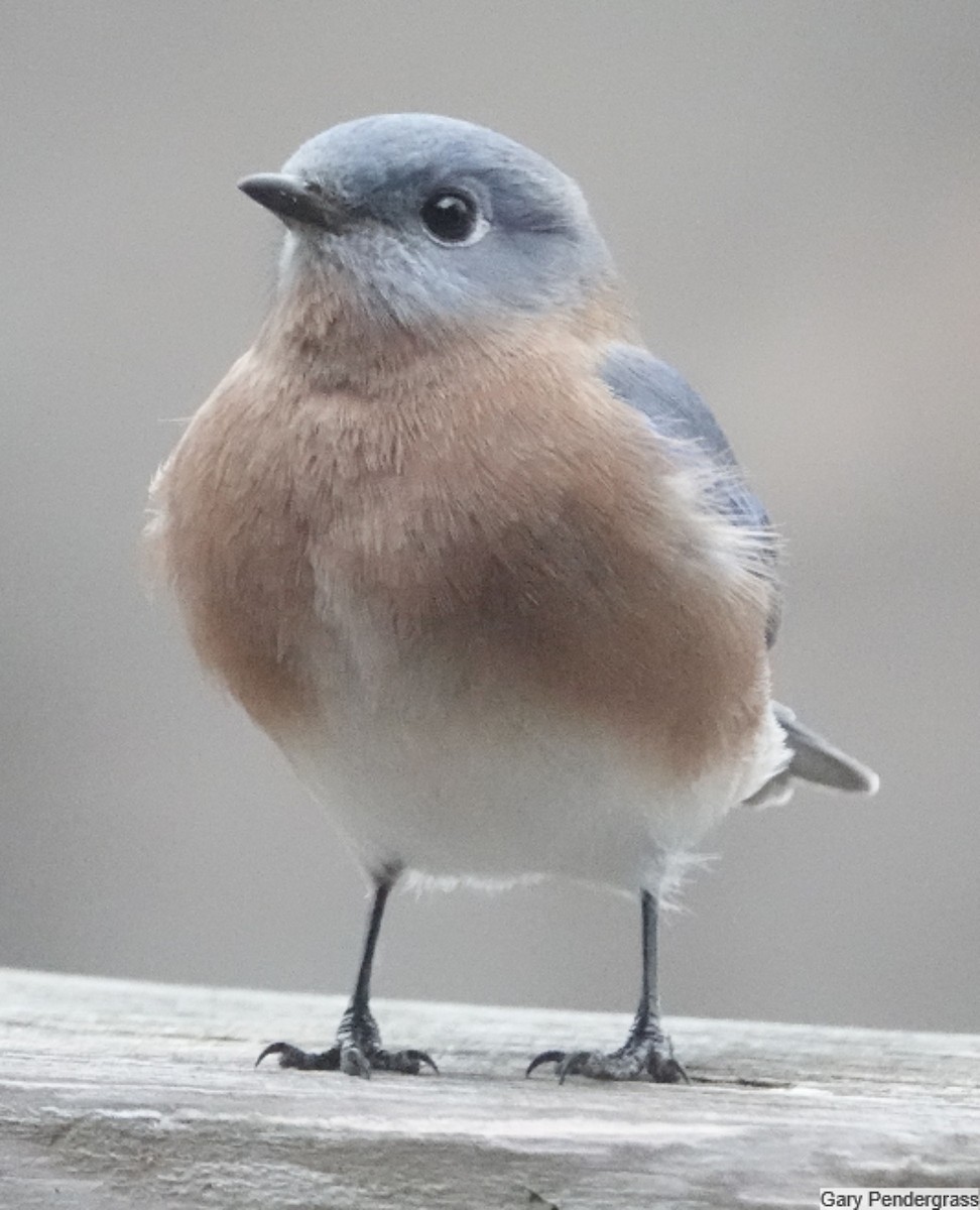 Eastern Bluebird - ML646807191