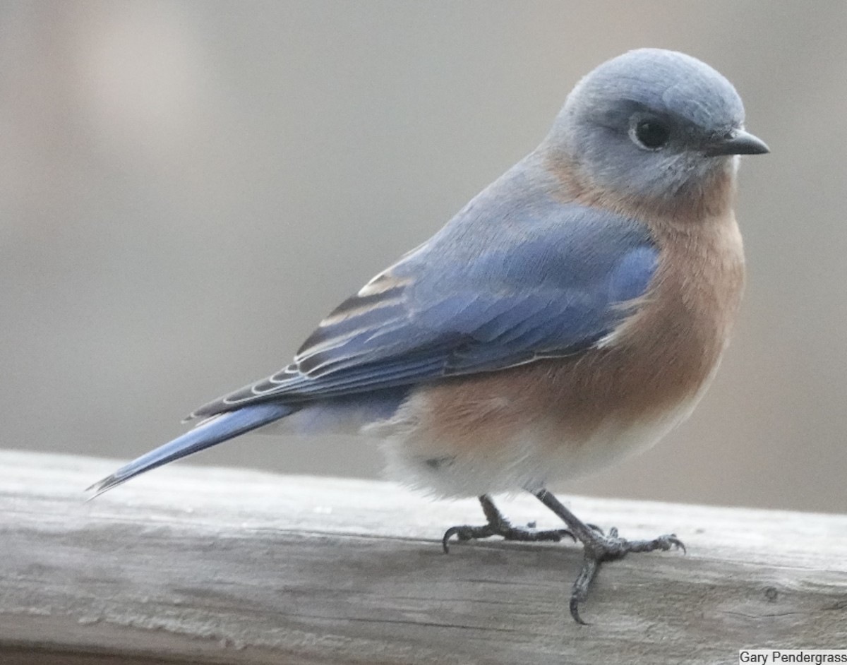 Eastern Bluebird - ML646807192