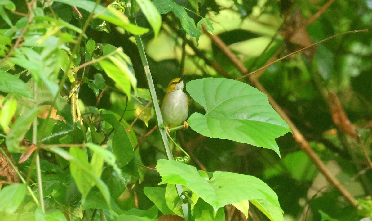 Yellow-browed Camaroptera - ML646807194