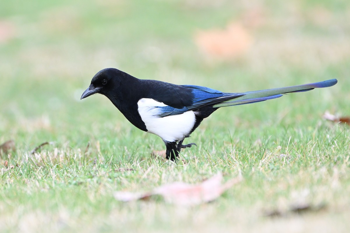 Mika arrunta - ML646807197