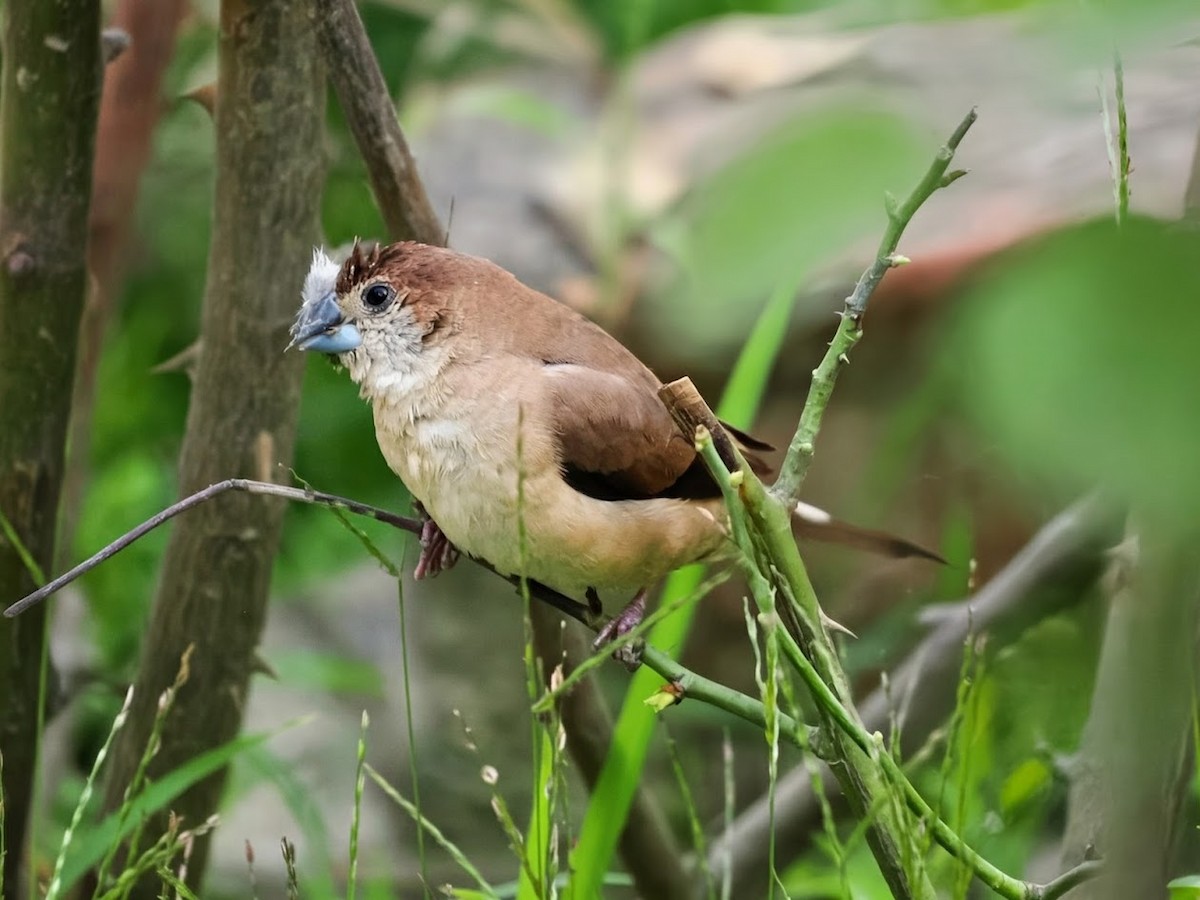 Indian Silverbill - ML646807198