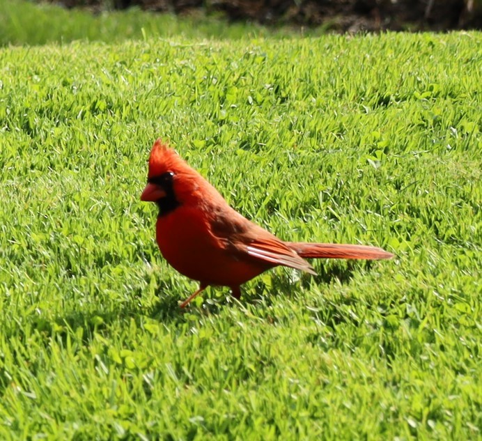 ショウジョウコウカンチョウ - ML646807200