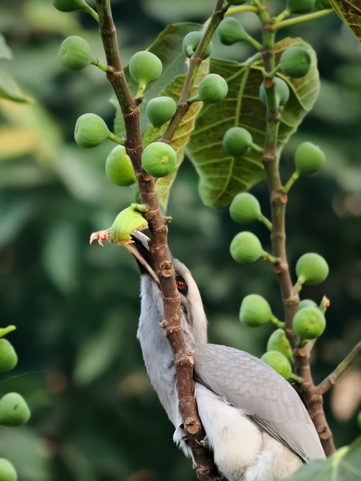 Indian Gray Hornbill - ML646807203
