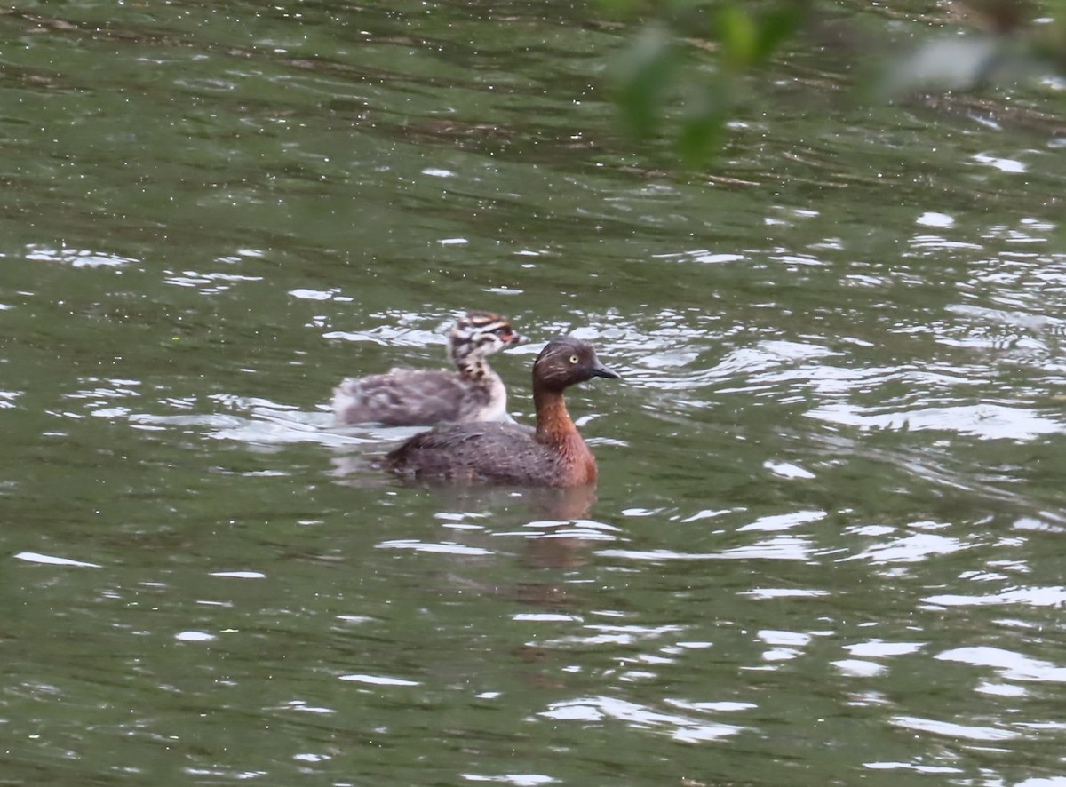 New Zealand Grebe - ML646807204