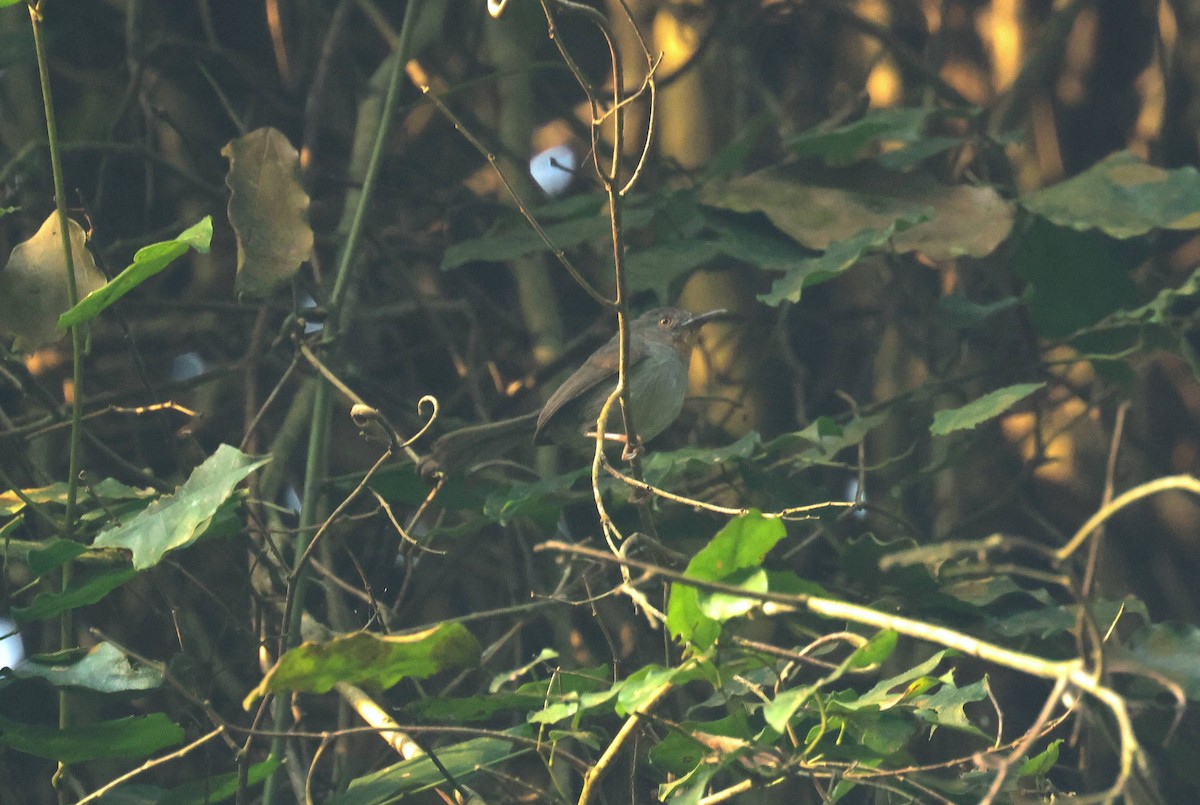 Sharpe's Apalis - ML646807205