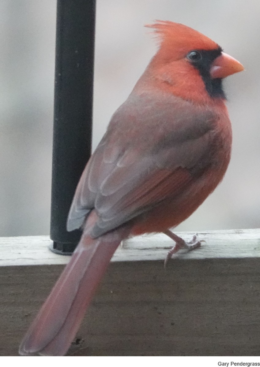 Northern Cardinal - ML646807207