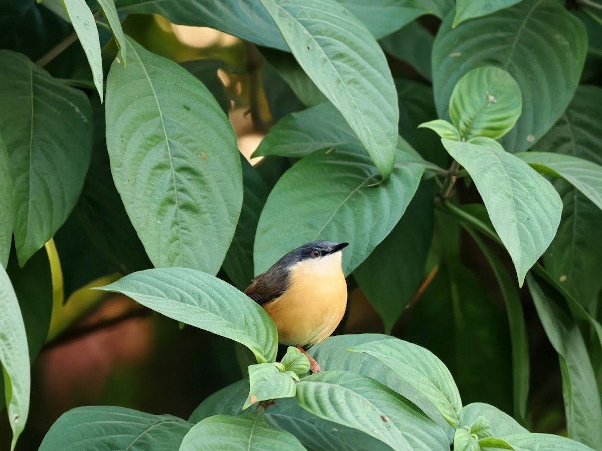 Ashy Prinia - ML646807209
