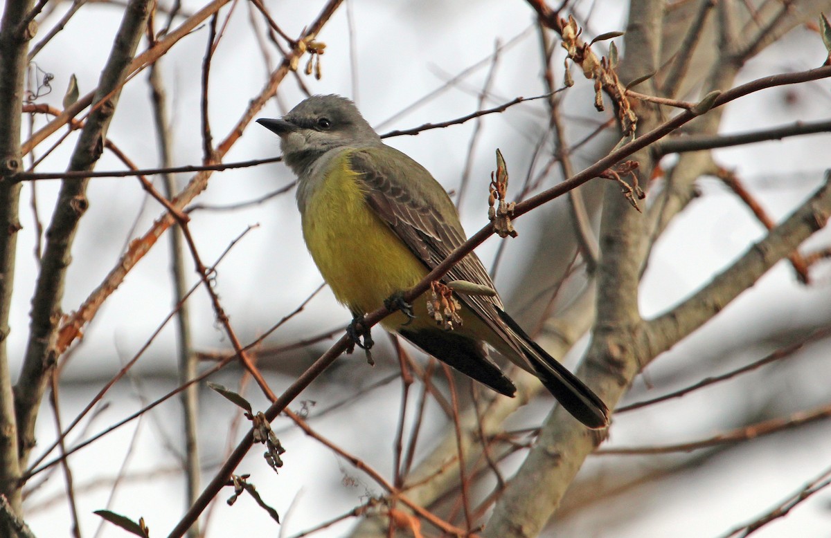 Western Kingbird - ML646807210