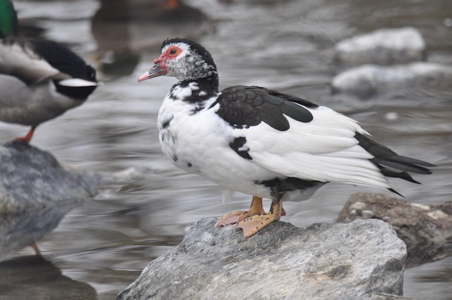 Muscovy Duck (Domestic type) - ML646807213