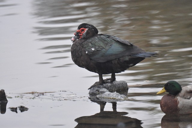 Muscovy Duck (Domestic type) - ML646807214