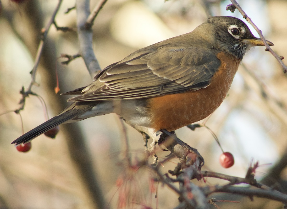 Дрізд мандрівний - ML646807219