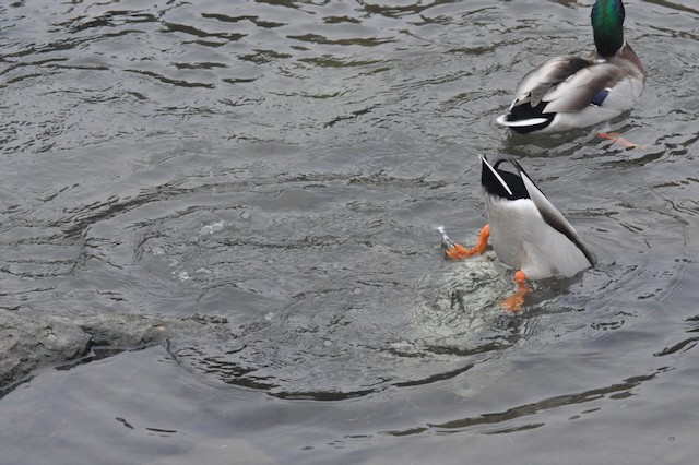 Зэрлэг нугас - ML646807220