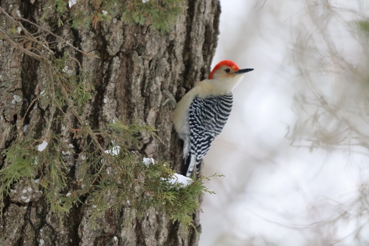 Red-bellied Woodpecker - ML646807224