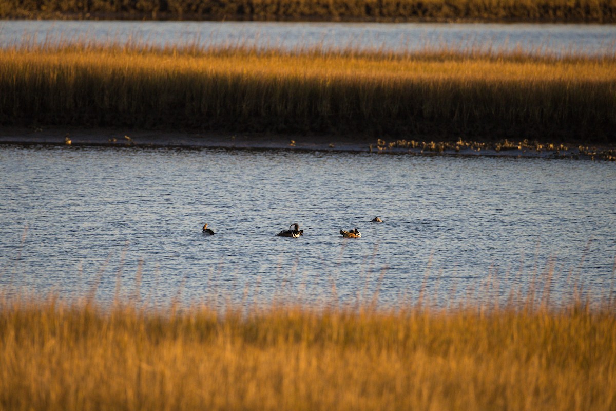 Hooded Merganser - ML646807225