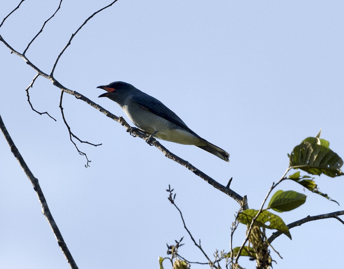 Oriental Cuckooshrike - ML646807226