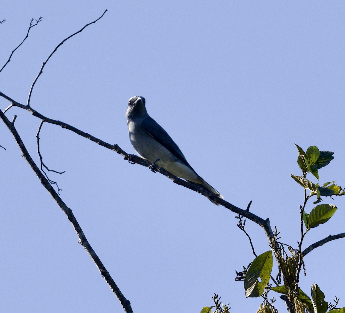 Oriental Cuckooshrike - ML646807227