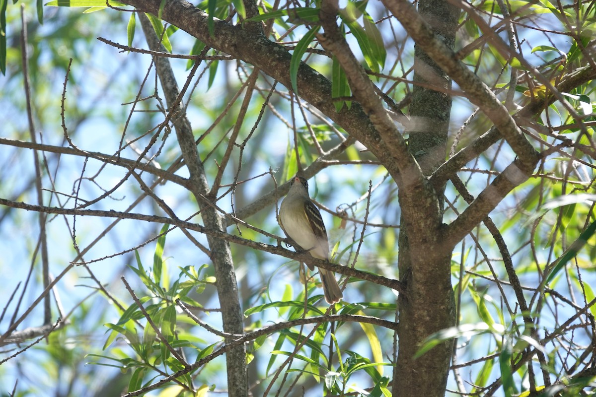 Élénie à bec court - ML646807231