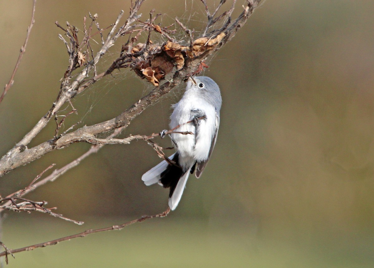 leskot modrošedý - ML646807232