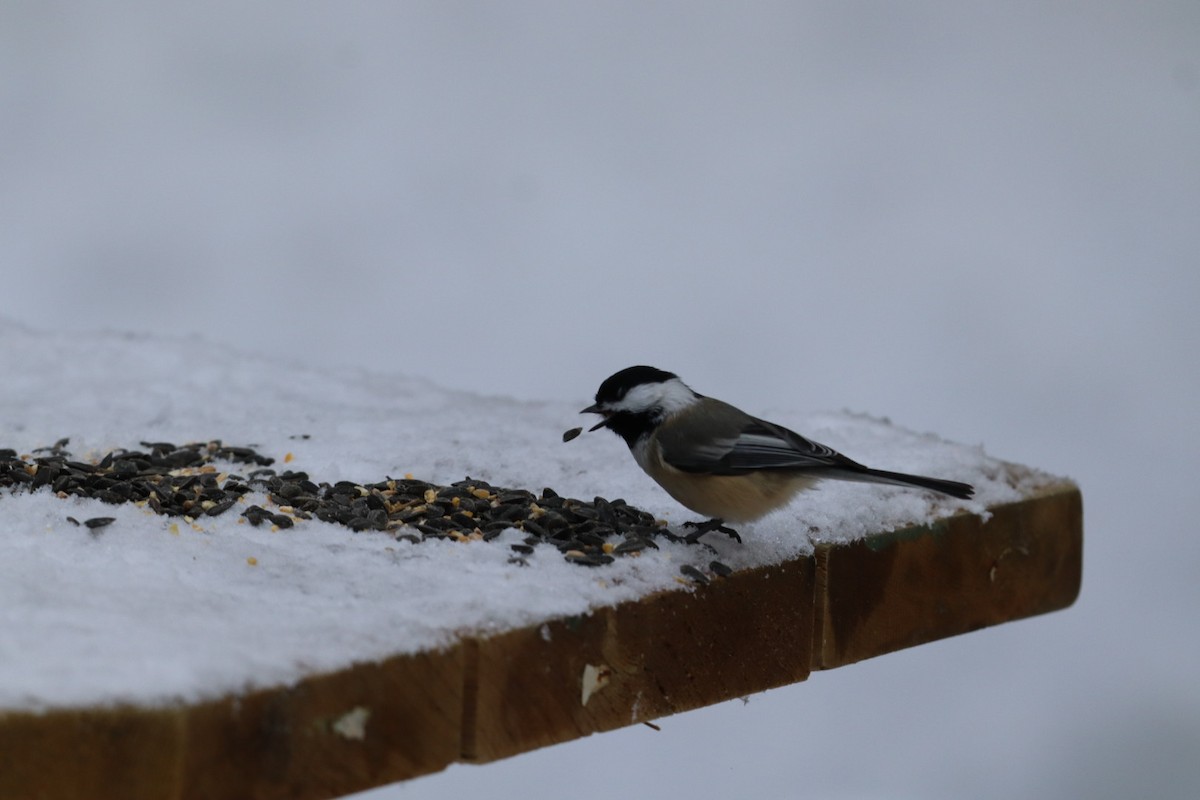 Black-capped Chickadee - ML646807233