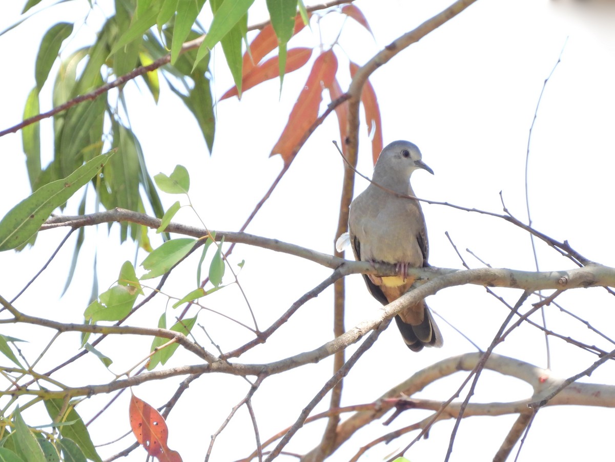 Ruddy Ground Dove - ML646807235