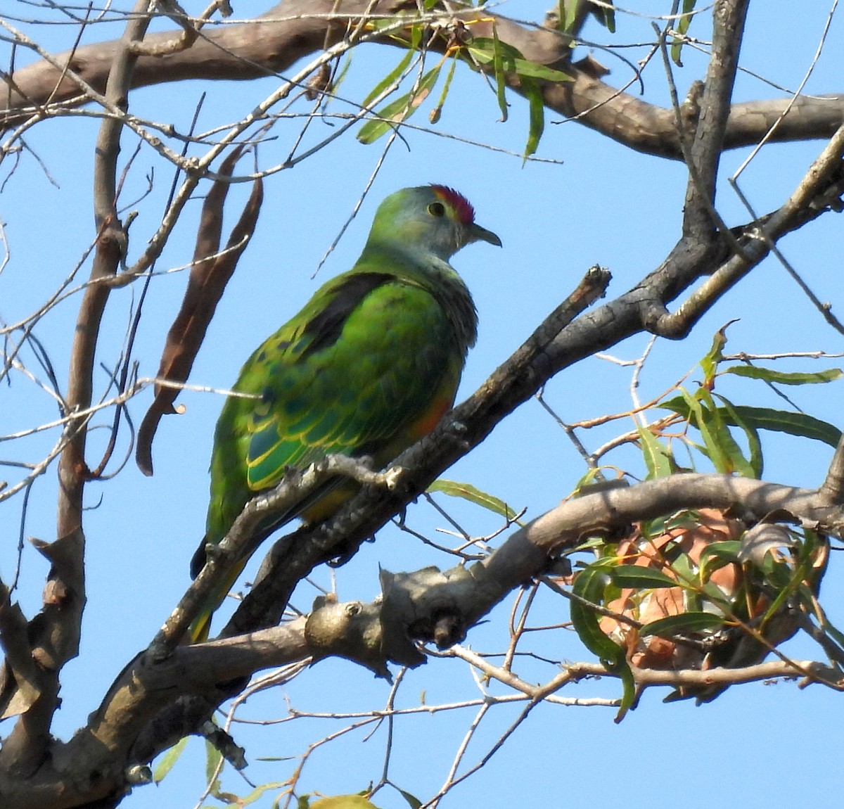 Rose-crowned Fruit-Dove - ML646807236