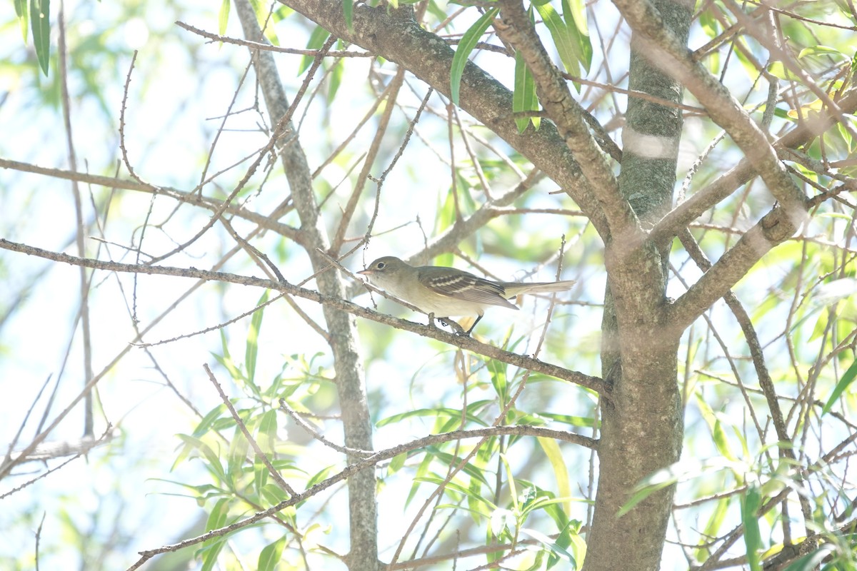 Élénie à bec court - ML646807238