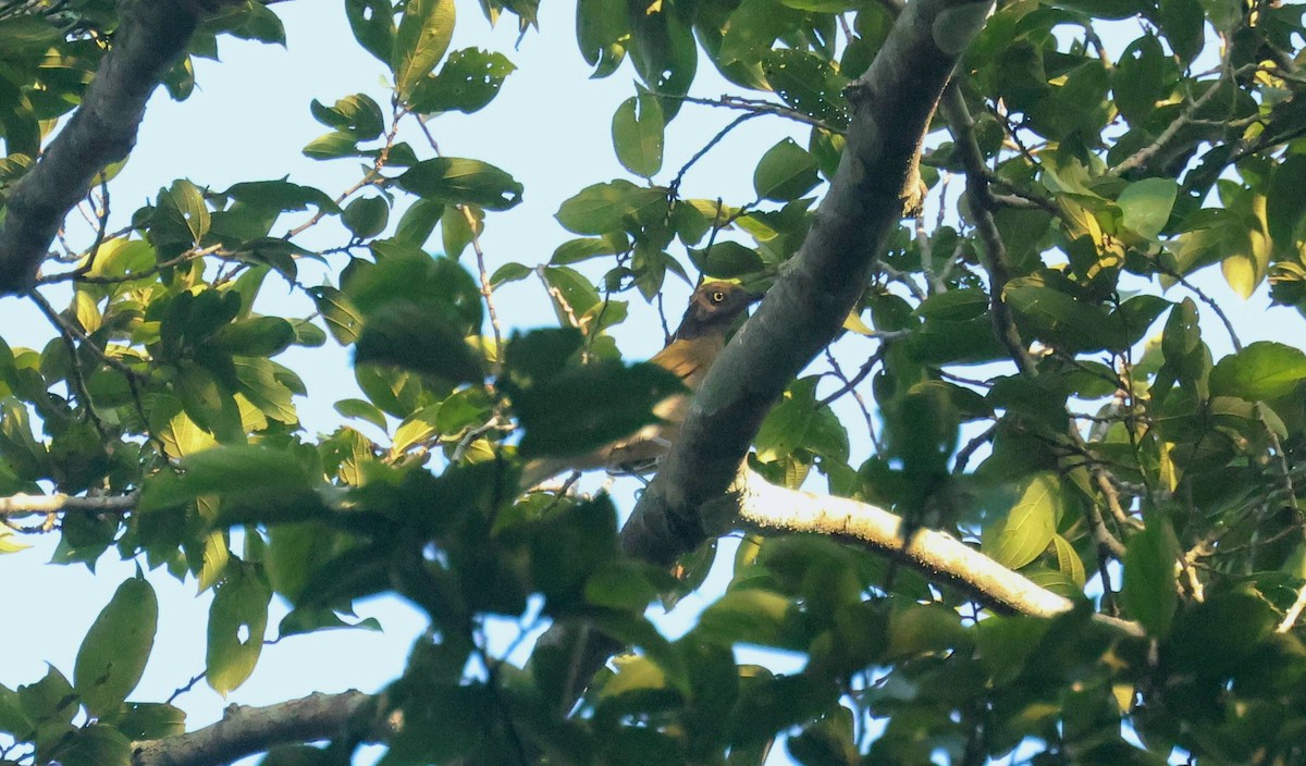 Honeyguide Greenbul - ML646807240