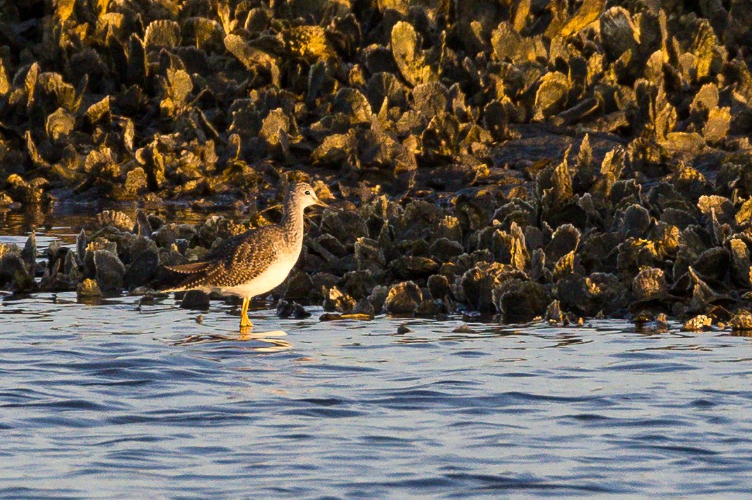 Greater Yellowlegs - ML646807241