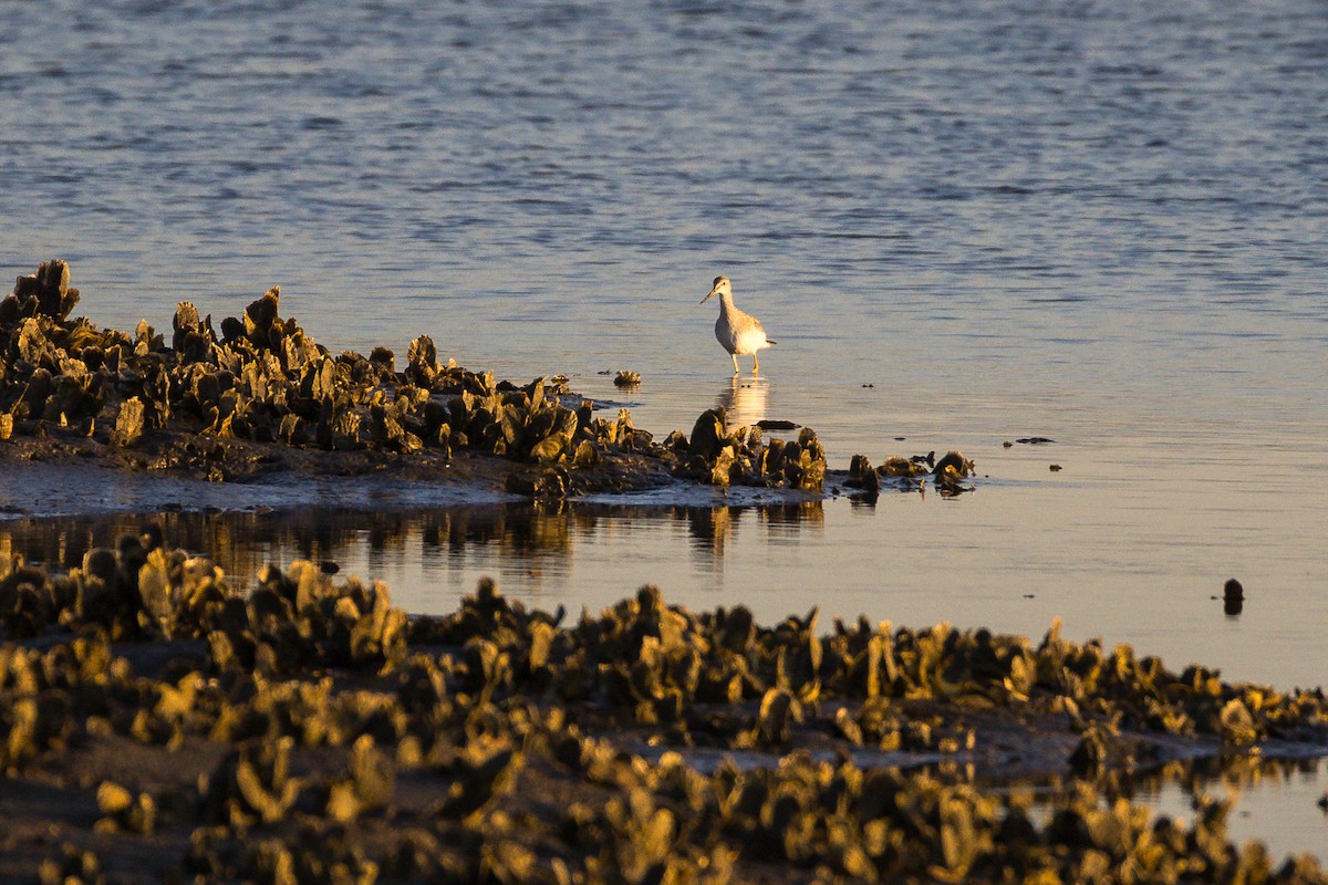 Greater Yellowlegs - ML646807242