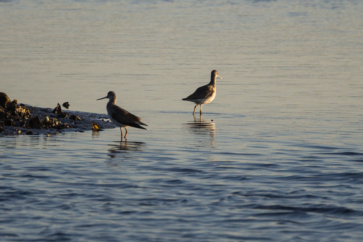 Greater Yellowlegs - ML646807243